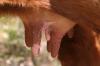 <img100*0:stuff/z/73640/cow%2520reference.3/i1275105075_5.jpg>