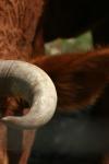 <img100*0:stuff/z/73640/cow%2520reference.3/i1275105076_6.jpg>