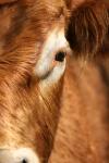 <img100*0:stuff/z/73640/cow%2520reference.3/i1275105077_7.jpg>