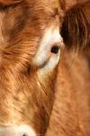 <img100*0:stuff/z/73640/cow%2520reference.3/i1275105078_9.jpg>