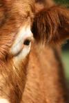 <img100*0:stuff/z/73640/cow%2520reference.3/i1275105080_11.jpg>