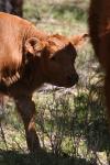 <img100*0:stuff/z/73640/cow%2520reference.3/i1275105080_12.jpg>