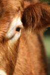 <img100*0:stuff/z/73640/cow%2520reference.3/i1275105081_13.jpg>