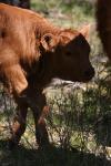<img100*0:stuff/z/73640/cow%2520reference.3/i1275105082_14.jpg>