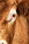 <img100*0:stuff/z/73640/cow%2520reference.3/i1275105083_15.jpg>