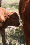 <img100*0:stuff/z/73640/cow%2520reference.3/i1275105084_16.jpg>
