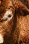 <img100*0:stuff/z/73640/cow%2520reference.3/i1275105084_17.jpg>