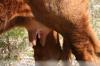 <img100*0:stuff/z/73640/cow%2520reference.3/i1275105085_18.jpg>