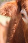 <img100*0:stuff/z/73640/cow%2520reference.3/i1275105085_19.jpg>