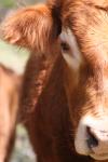 <img100*0:stuff/z/73640/cow%2520reference.3/i1275105086_20.jpg>