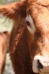 <img100*0:stuff/z/73640/cow%2520reference.3/i1275107223_1.jpg>