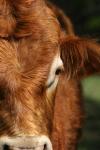 <img100*0:stuff/z/73640/cow%2520reference.3/i1275107224_2.jpg>