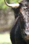 <img100*0:stuff/z/73640/cow%2520reference.3/i1275107224_3.jpg>