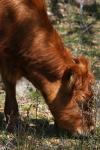 <img100*0:stuff/z/73640/cow%2520reference.3/i1275107225_4.jpg>