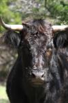<img100*0:stuff/z/73640/cow%2520reference.3/i1275107226_5.jpg>