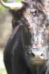 <img100*0:stuff/z/73640/cow%2520reference.3/i1275107227_6.jpg>