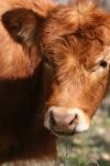 <img100*0:stuff/z/73640/cow%2520reference.3/i1275107228_7.jpg>