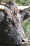 <img100*0:stuff/z/73640/cow%2520reference.3/i1275107229_8.jpg>