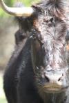 <img100*0:stuff/z/73640/cow%2520reference.3/i1275107230_9.jpg>