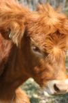 <img100*0:stuff/z/73640/cow%2520reference.3/i1275107231_10.jpg>