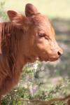<img100*0:stuff/z/73640/cow%2520reference.3/i1275107232_11.jpg>
