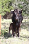 <img100*0:stuff/z/73640/cow%2520reference.3/i1275107233_12.jpg>