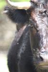 <img100*0:stuff/z/73640/cow%2520reference.3/i1275107234_13.jpg>