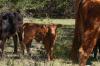 <img100*0:stuff/z/73640/cow%2520reference.3/i1275107234_14.jpg>