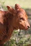 <img100*0:stuff/z/73640/cow%2520reference.3/i1275107235_15.jpg>