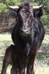 <img100*0:stuff/z/73640/cow%2520reference.3/i1275107235_16.jpg>