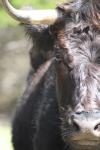 <img100*0:stuff/z/73640/cow%2520reference.3/i1275107236_17.jpg>