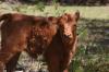 <img100*0:stuff/z/73640/cow%2520reference.3/i1275107236_18.jpg>