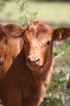 <img100*0:stuff/z/73640/cow%2520reference.3/i1275107237_19.jpg>