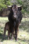 <img100*0:stuff/z/73640/cow%2520reference.3/i1275107238_20.jpg>