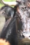 <img100*0:stuff/z/73640/cow%2520reference.3/i1275107239_21.jpg>