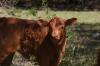 <img100*0:stuff/z/73640/cow%2520reference.3/i1275107239_22.jpg>