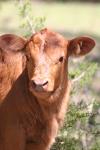<img100*0:stuff/z/73640/cow%2520reference.3/i1275107240_23.jpg>