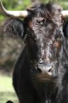 <img100*0:stuff/z/73640/cow%2520reference.3/i1275107241_24.jpg>