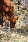<img100*0:stuff/z/73640/cow%2520reference.3/i1275107242_25.jpg>