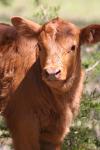 <img100*0:stuff/z/73640/cow%2520reference.3/i1275107243_27.jpg>