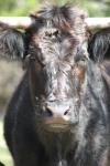 <img100*0:stuff/z/73640/cow%2520reference.3/i1275107244_28.jpg>