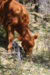 <img100*0:stuff/z/73640/cow%2520reference.3/i1275107245_29.jpg>