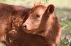<img100*0:stuff/z/73640/cow%2520reference.3/i1275107245_30.jpg>