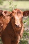 <img100*0:stuff/z/73640/cow%2520reference.3/i1275107245_31.jpg>