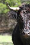 <img100*0:stuff/z/73640/cow%2520reference.3/i1275107246_32.jpg>