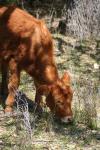 <img100*0:stuff/z/73640/cow%2520reference.3/i1275107247_33.jpg>
