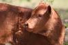 <img100*0:stuff/z/73640/cow%2520reference.3/i1275107247_34.jpg>