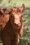 <img100*0:stuff/z/73640/cow%2520reference.3/i1275107248_35.jpg>