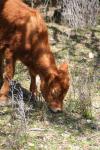 <img100*0:stuff/z/73640/cow%2520reference.3/i1275107248_36.jpg>