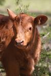 <img100*0:stuff/z/73640/cow%2520reference.3/i1275107250_39.jpg>